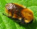 Bombus pascuorum